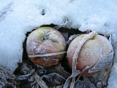wrapped frozen apples